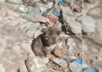 Starving Puppy Abandoned in Landfill Survives on Trash and Lives in a Cardboard Box