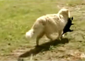 Cat ‘Sneaks’ In and Steals Puppies One-by-One While Dog Owner Trails Behind