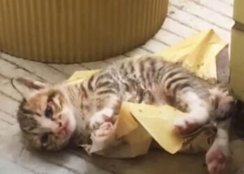 Cat Leaves Kitten on Doorstep, Asking The Family to Save Him from Glue Trap