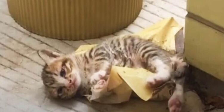 Cat Leaves Kitten on Doorstep, Asking The Family to Save Him from Glue Trap