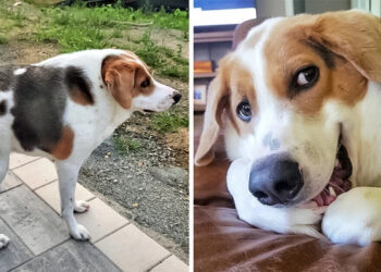 A Dog Born With Half a Spine and No Neck Makes the Entire Internet to Want to Adopt Him