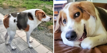 A Dog Born With Half a Spine and No Neck Makes the Entire Internet to Want to Adopt Him