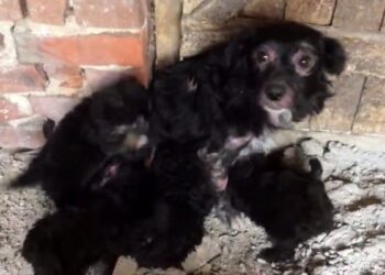 Dog Mom and Five Puppies Found in Warehouse – Left Behind to Survive