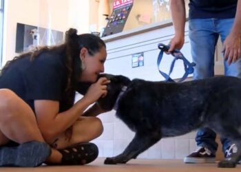Deaf Dog Reunited with Owner After a Year and His Heartfelt Reaction Is Pure Joy