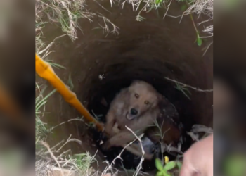 Trapped and Terrified The Heart-Stopping Rescue of a Dog from a Deep Hole