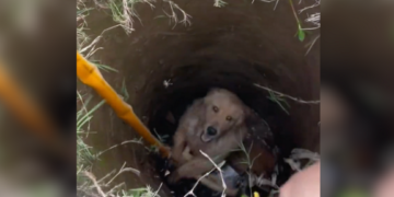 Trapped and Terrified The Heart-Stopping Rescue of a Dog from a Deep Hole