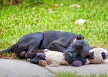 Charity Worker Admits She Left a Stray Dog Hugging a Teddy Bear on the Street
