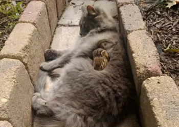 Cat and Chipmunk Form Adorable Friendship and Snuggle Together