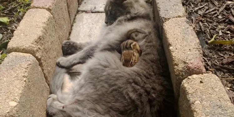 Cat and Chipmunk Form Adorable Friendship and Snuggle Together