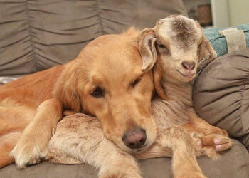 This Dog Believes She’s a Mom to Baby Goats and Loves to Cuddle Them