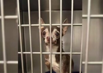 A Heartbroken Senior Dog Finds A Chance To A Fresh Start at 15 Years Old