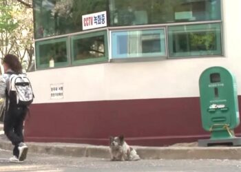 Abandon Blind Dog Waits for Owners to Return