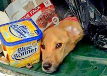 Garbage Collector Takes Unexpected Detour and Discovers Puppy in Abandoned Bin