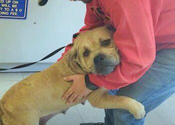 Charity Worker Admits She Left a Stray Dog Hugging a Teddy Bear on the Street