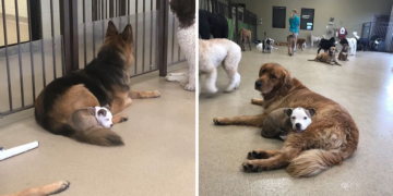 Dog Finds the Fluffiest Dogs at Daycare for Her Perfect Nap Time (10 Photos)
