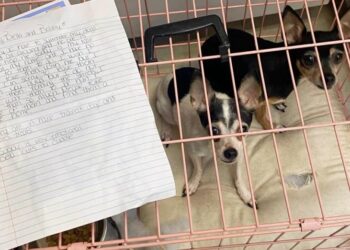 Dogs Left In A Crate With A Heartfelt Note