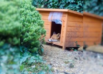 Rescuer Shocked to Discover Why a Fox Was Standing Guard Outside Her Dog House