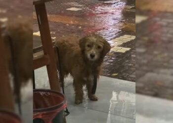 Stray Dog Stands Outside Restaurant Pleading for Food but Gets Overlooked by Everyone