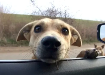 Stray Dogs Halt Woman’s Car, Making Her Unable to Drive Away