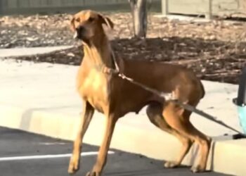 Mama Dog Abandoned Outside Shelter, Staff Then Notices Her Puppies Tied to Her