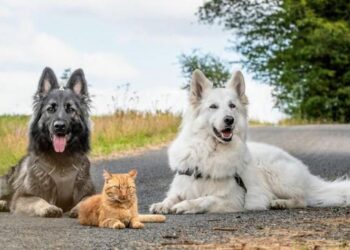 Dogs Raised an Adopted Kitten Who Now Thinks He’s One of Them