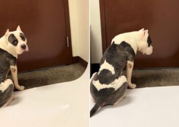 Shelter Dog Waits By The Door For A Rescue As His Time Runs Out