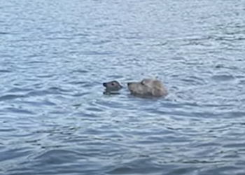 Dog Escapes Home to Rescue a Struggling ‘Creature’ in the Lake