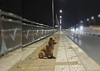 Abandoned Pup Waited At An Overpass For His Owners To Return, Until Someone Special Came Along