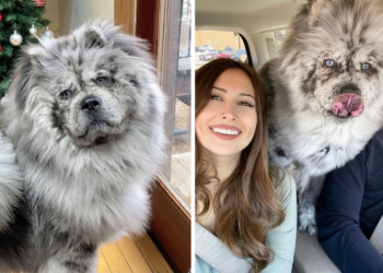 Meet the Internet-Famous Oreo Cloud Who Is Now a Stunning Fluffy Dog (9 Photos)