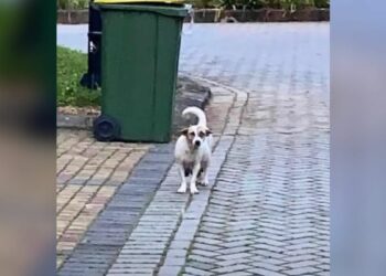 Pregnant Dog Abandoned on the Street Just Days Before Giving Birth