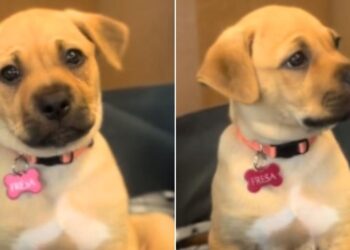 A Rescued Puppy Is Heartbroken as Sister Leaves Shelter With A New Family