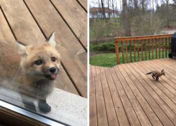 Cute Baby Foxes Visit Grandma’s Porch and the Photos Are Adorable