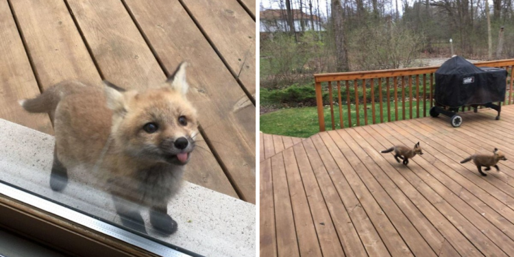 Cute Baby Foxes Visit Grandma’s Porch and the Photos Are Adorable