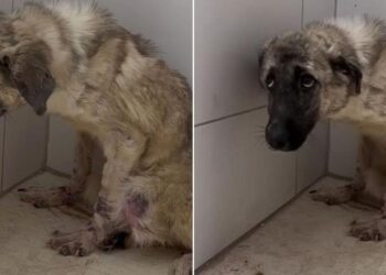 Frightened Dog Abandoned and Tied to a Fence Discovers What True Happiness Feels Like