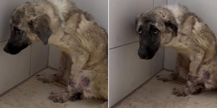 Frightened Dog Abandoned and Tied to a Fence Discovers What True Happiness Feels Like - Puppy Lover Hub