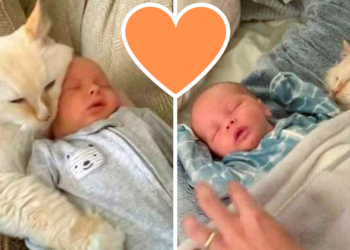 Cat and Newborn’s Viral Friendship Sparks Joy and Concern Amongst Online Audience