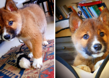 Rescued Puppy Discovered to Be a Rare Australian Alpine Dingo