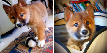 Rescued Puppy Discovered to Be a Rare Australian Alpine Dingo