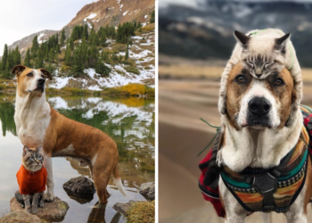 This Cat and Dog Love Going on Adventures Together (16 Photos)