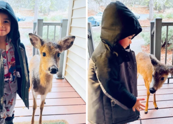 4-Year-Old Boy Discovers a Baby Deer Friend and Brings Him Home