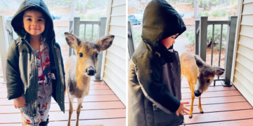 4-Year-Old Boy Discovers a Baby Deer Friend and Brings Him Home