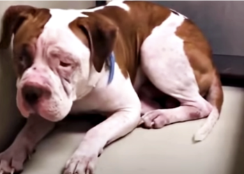 ‘Trembling’ Pit Bull Hides in Shelter Corner Until a Voice Draws Him Out