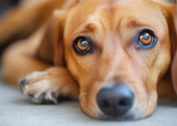 Dogs Can Suffer from Depression — Signs to Look Out For and How to Diagnose Them