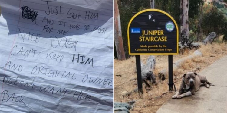 A Woman Found a Dog Tied to a Sign with a Heartbreaking Note