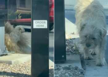 The Story Behind a Hungry Dog Waiting at a McDonald’s Drive-Thru