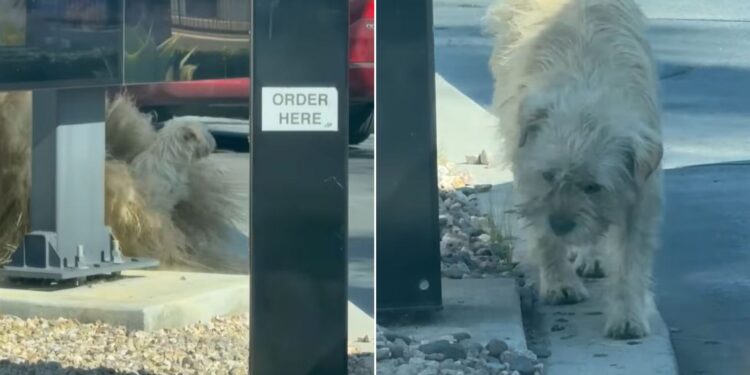 The Story Behind a Hungry Dog Waiting at a McDonald’s Drive-Thru