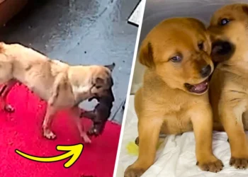 Watch the Heartbreaking Video of a Stray Dog Bringing Her Sick Puppy to the Vet