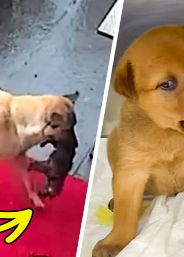 Watch the Heartbreaking Video of a Stray Dog Bringing Her Sick Puppy to the Vet