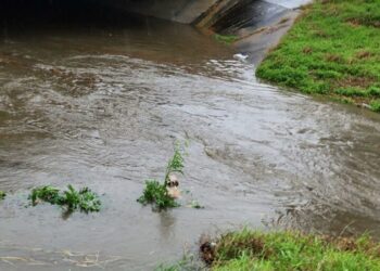 Woman Discovers Unusual Furball In A Bayou, Then Realizes Its Identity