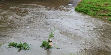 Woman Discovers Unusual Furball In A Bayou, Then Realizes Its Identity